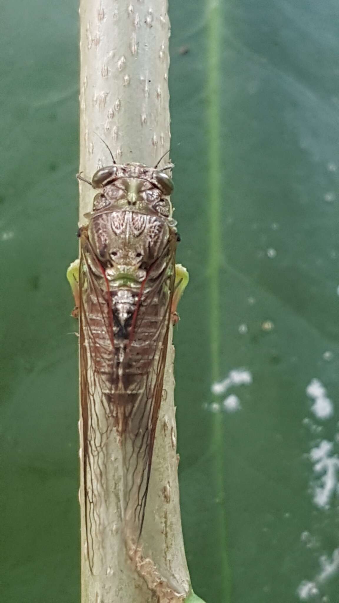 Image of lesser bronze cicada