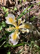 Imagem de Iris bracteata S. Watson