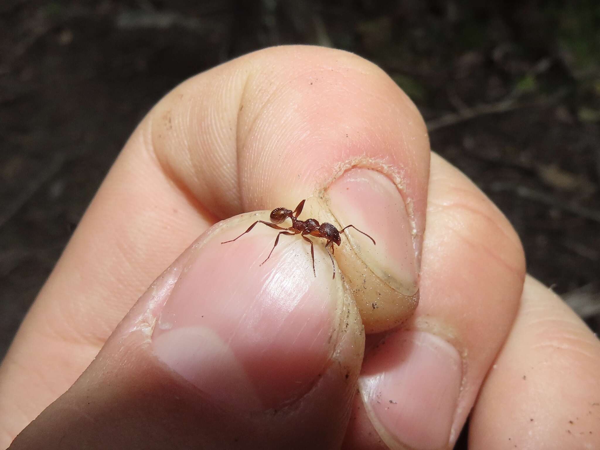 Image of Aphaenogaster treatae Forel 1886