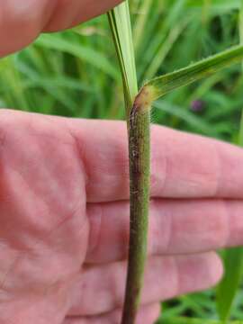 Image of itchgrass