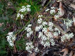 Image of Poranthera corymbosa Brongn.