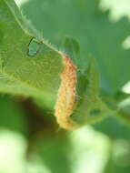 Image of nettle rust (fungus)