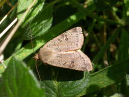 Image of lesser yellow underwing