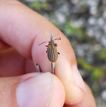 Image of Skeletonizing leaf beetle