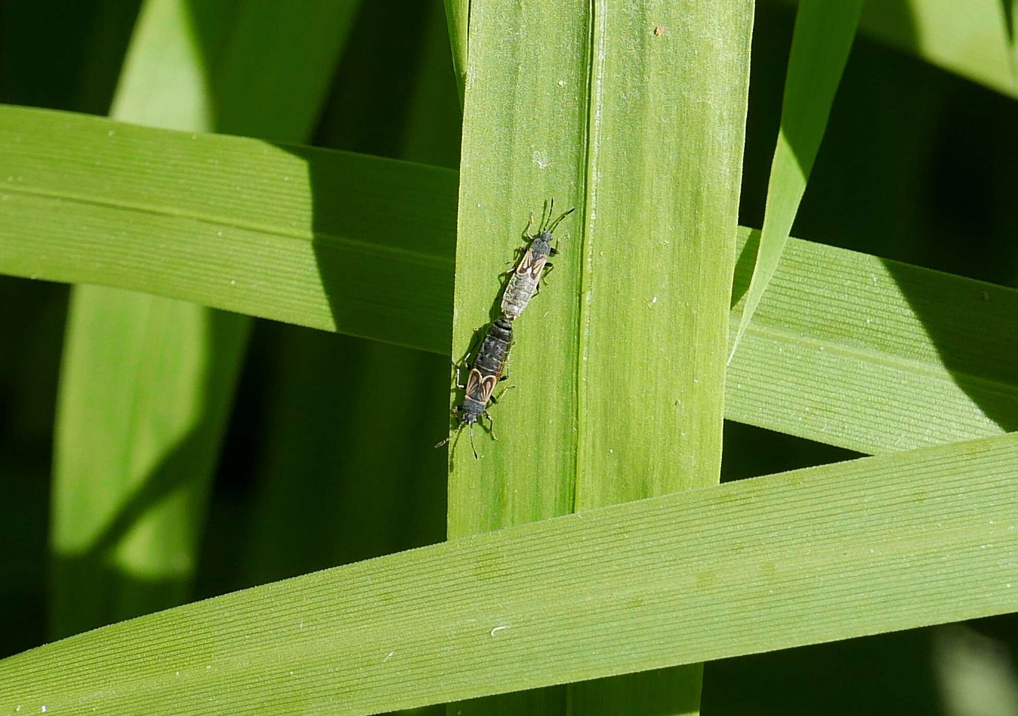 Image of European Chinchbug