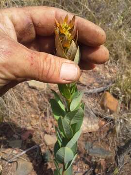 Image of Clutia monticola S. Moore