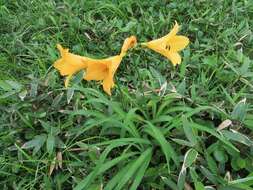 Image of Hemerocallis middendorffii var. esculenta (Koidz.) Ohwi