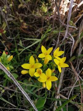 Image de Sebaea aurea (L. fil.) Sm.