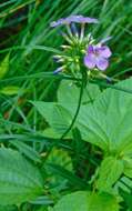 Imagem de Phlox glaberrima subsp. interior (Wherry) Wherry