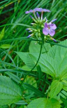 Image of smooth phlox