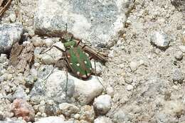 Image of Cicindela (Cicindela) maroccana Fabricius 1801