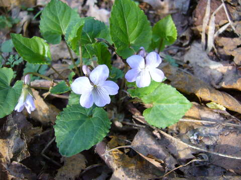 Image of Selkirk's violet