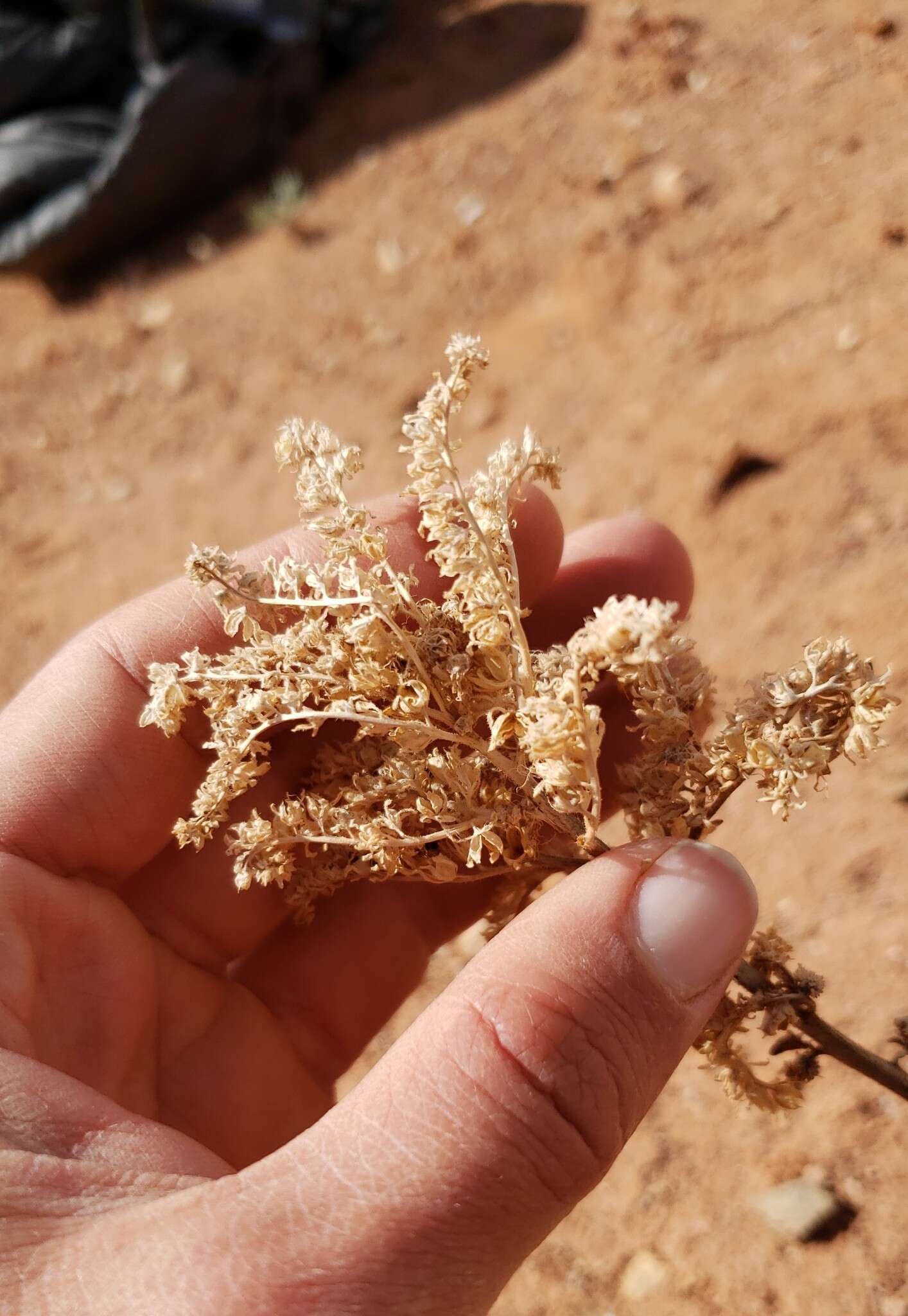 Image of glandular phacelia