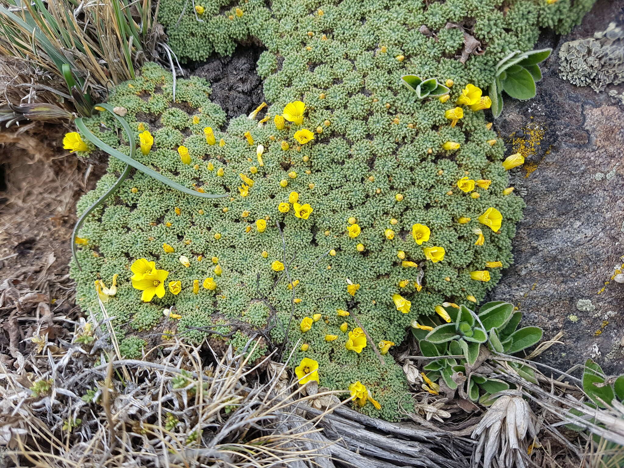 Sivun Oxalis erythrorhiza Gill. kuva