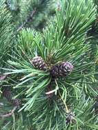 Image of Mountain Pine