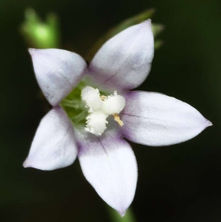 Image of Wahlenbergia lobelioides subsp. nutabunda (Guss.) Murb.