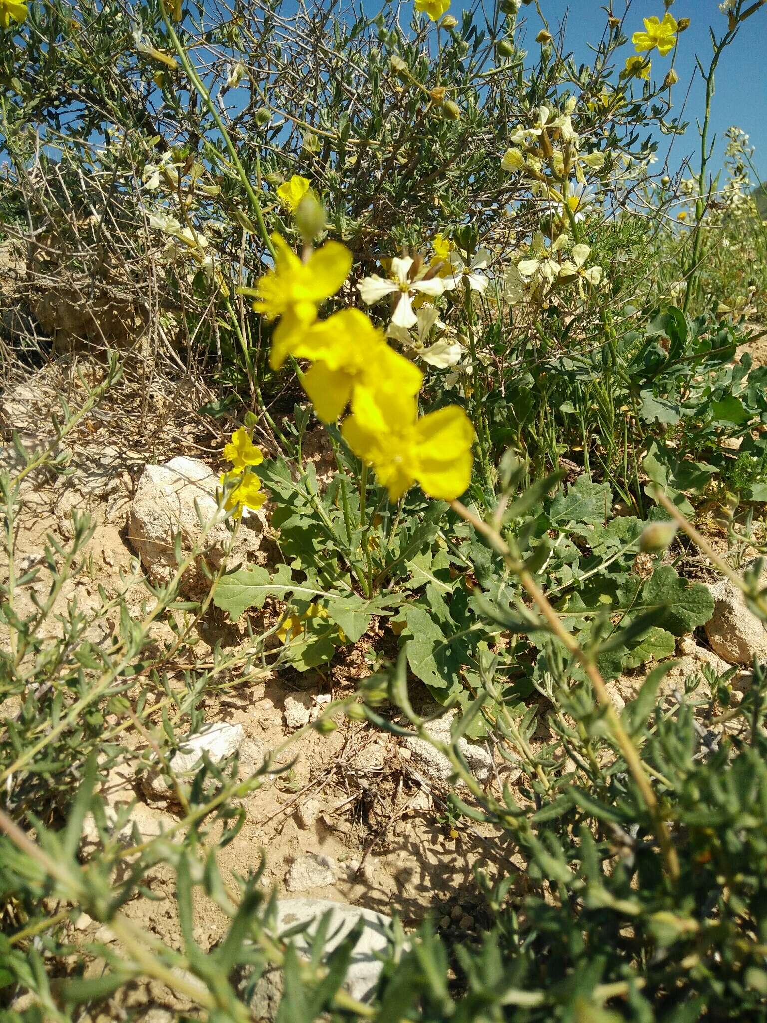 Image of Helianthemum stipulatum (Forsk.) C. Chr.