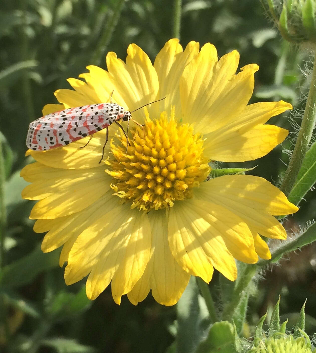 Sivun Utetheisa ornatrix Linnaeus 1758 kuva