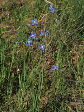 Image of Heliophila coronopifolia L.