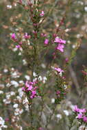 Image of Boronia crenulata Sm.