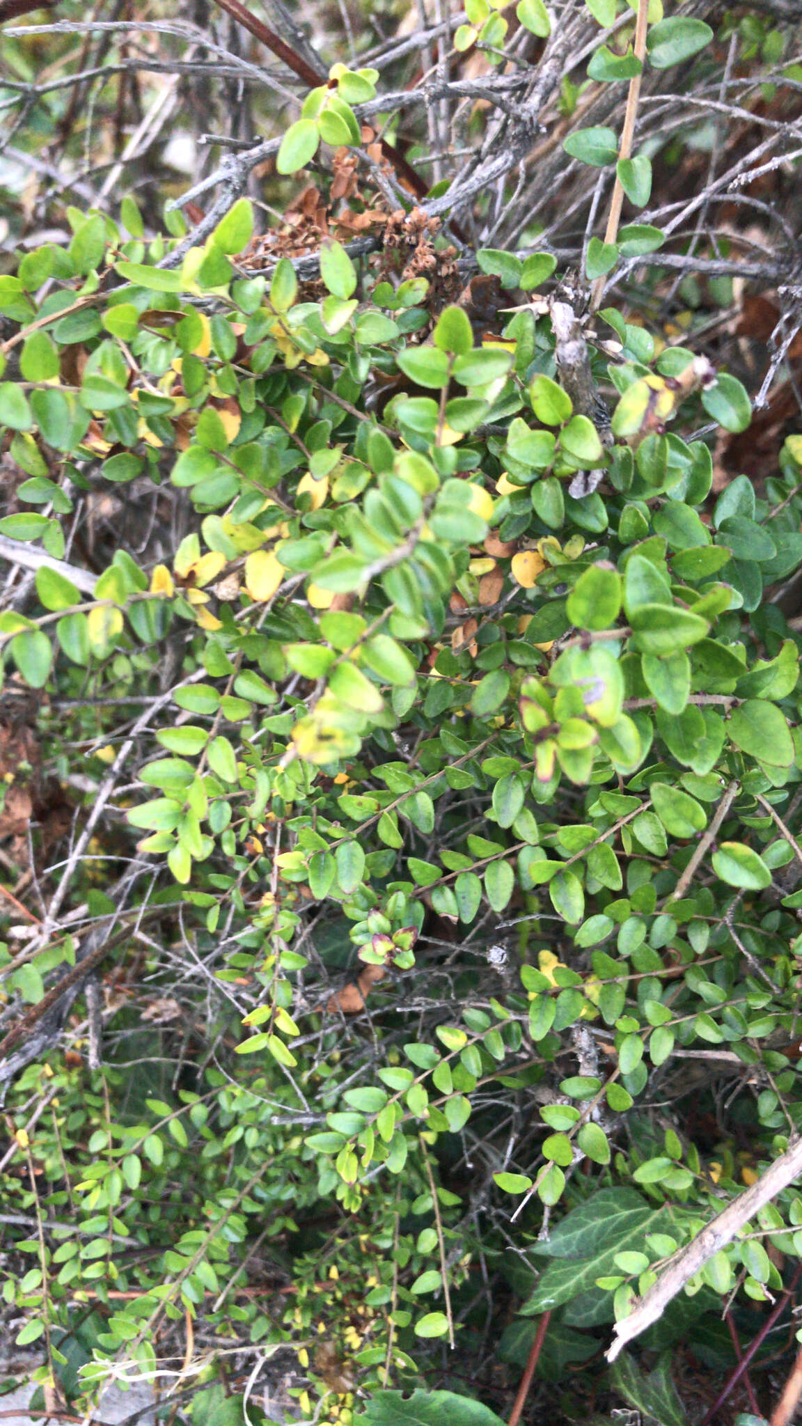 صورة Lonicera pileata var. yunnanensis (Franch.) Bernd Schulz