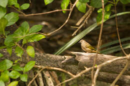 Sivun Pycnonotus plumosus porphyreus Oberholser 1912 kuva