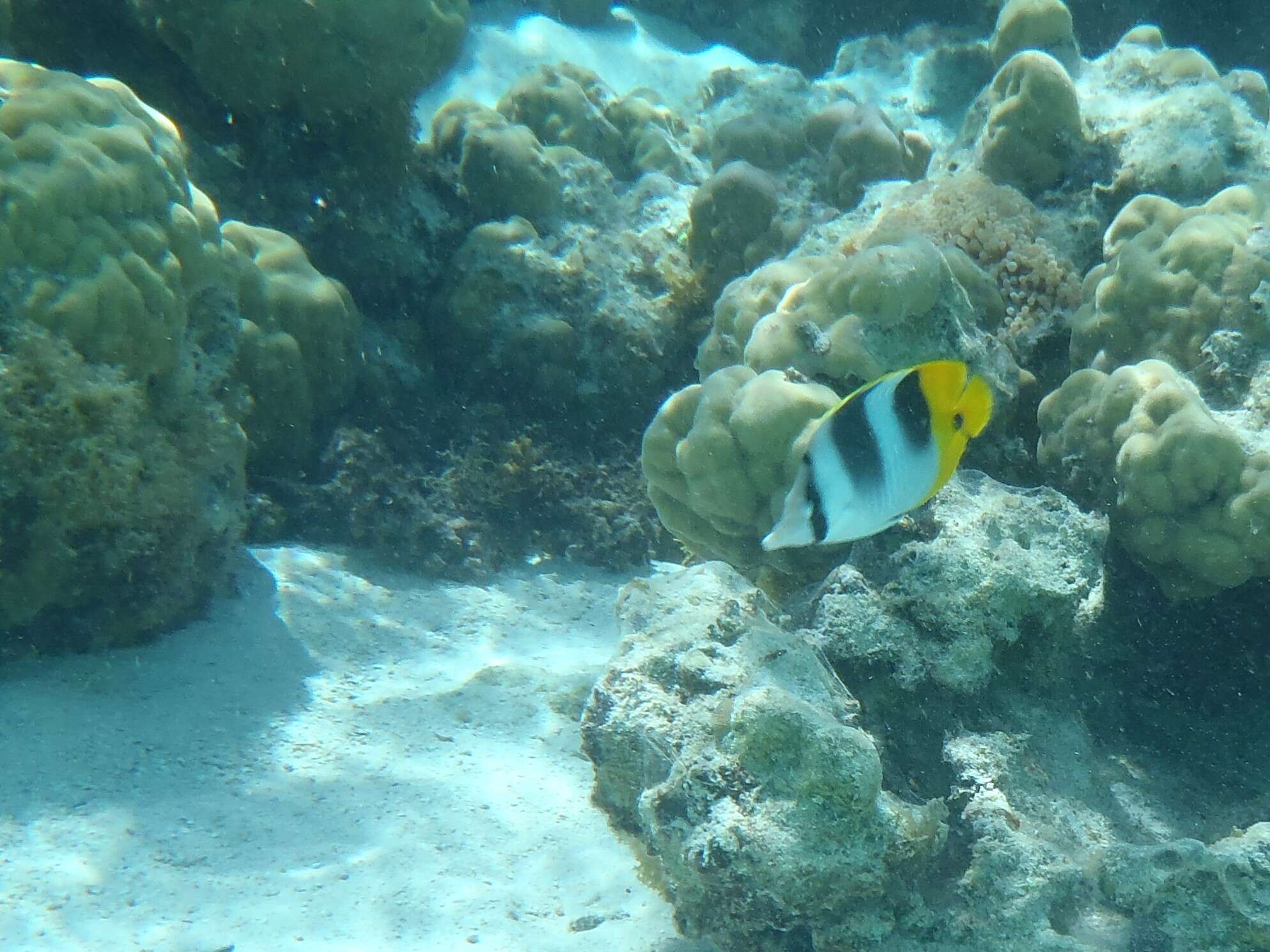 Image of Pacific Double-saddle Butterflyfish