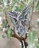 Image of Sagebrush Girdle