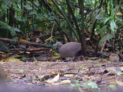 Image of Cinereous Tinamou