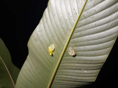 Image of Hyalinobatrachium tatayoi Castroviejo-Fisher, Ayarzagüena & Vilà 2007