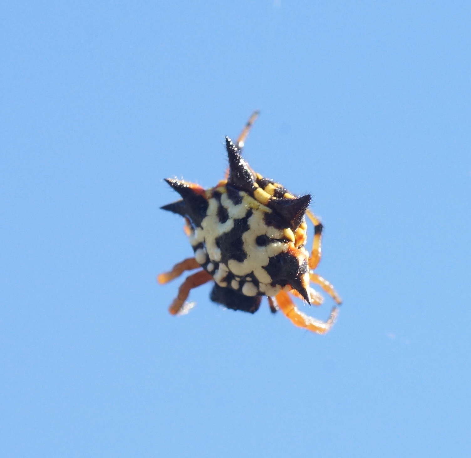 Image of Austracantha