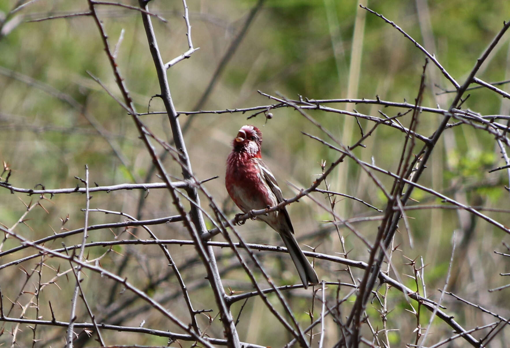 Image of Carpodacus sibiricus henrici (Oustalet 1892)