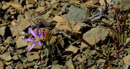 Image of Geissorhiza karooica Goldblatt