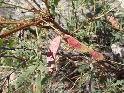 Image of Graham's mimosa