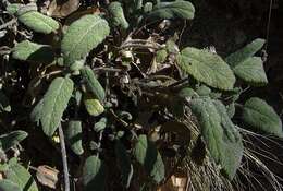 Image of Salvia recognita Fisch. & C. A. Mey.