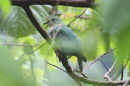 Image of Crimson-crowned Fruit Dove