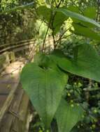 Dioscorea cienegensis R. Knuth的圖片