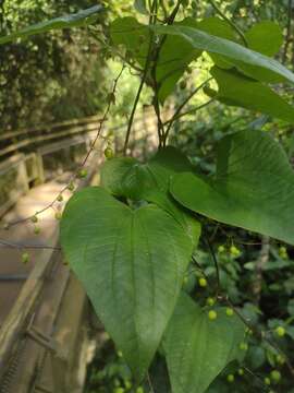 Image of Dioscorea cienegensis R. Knuth