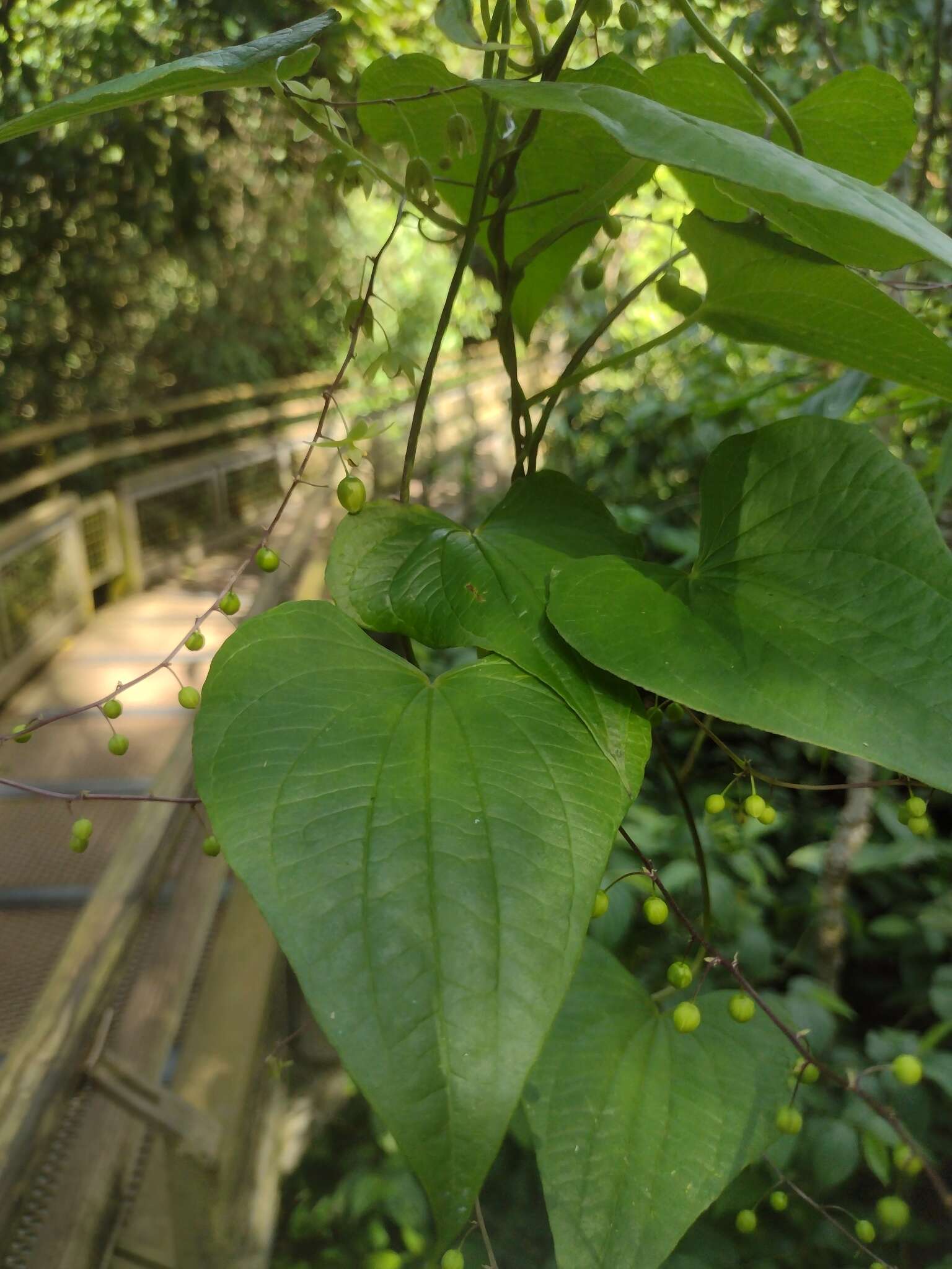 Dioscorea cienegensis R. Knuth的圖片