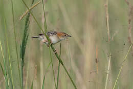 Image of Stout Cisticola