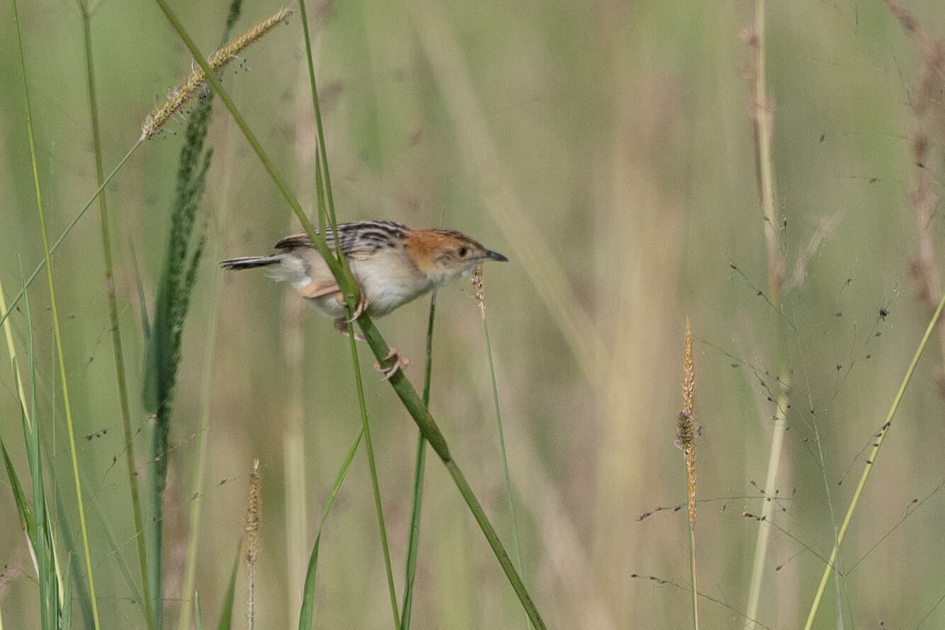 Image of Stout Cisticola