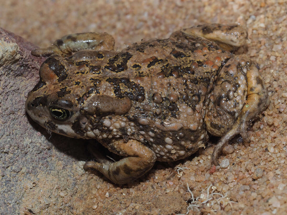 Image of Common Cape Toad; Sand Toad