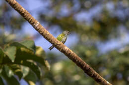 صورة Ixothraupis punctata (Linnaeus 1766)