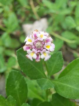 Phyla nodiflora var. minor (Gillies & Hook.) N. O'Leary & Múlgura的圖片