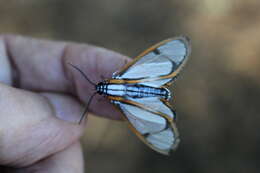 Image of Hyalurga urioides Schaus 1910