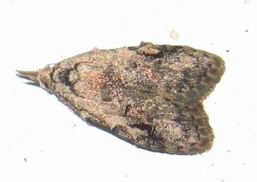 Image of Currant Fruitworm Moth
