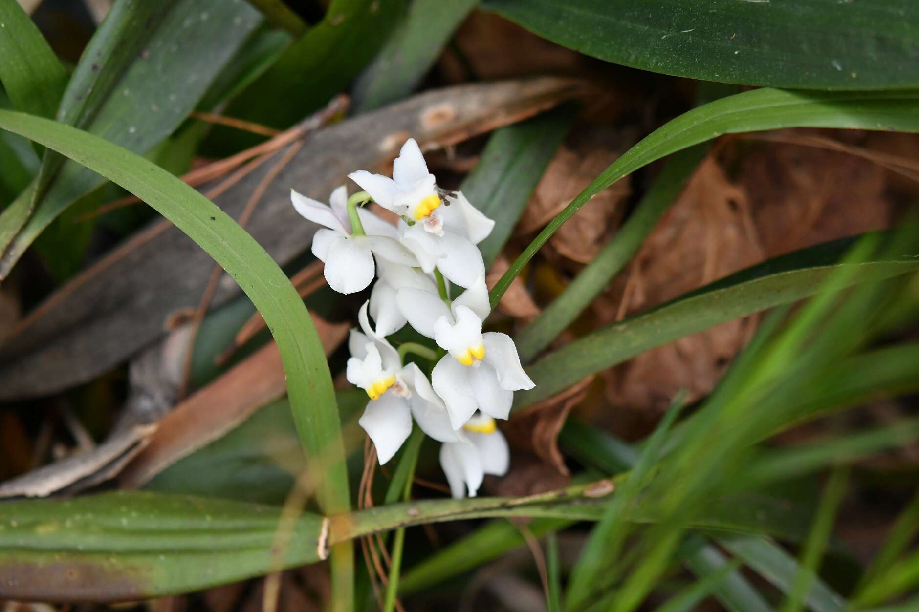 Plancia ëd Cuitlauzina pulchella (Bateman ex Lindl.) Dressler & N. H. Williams