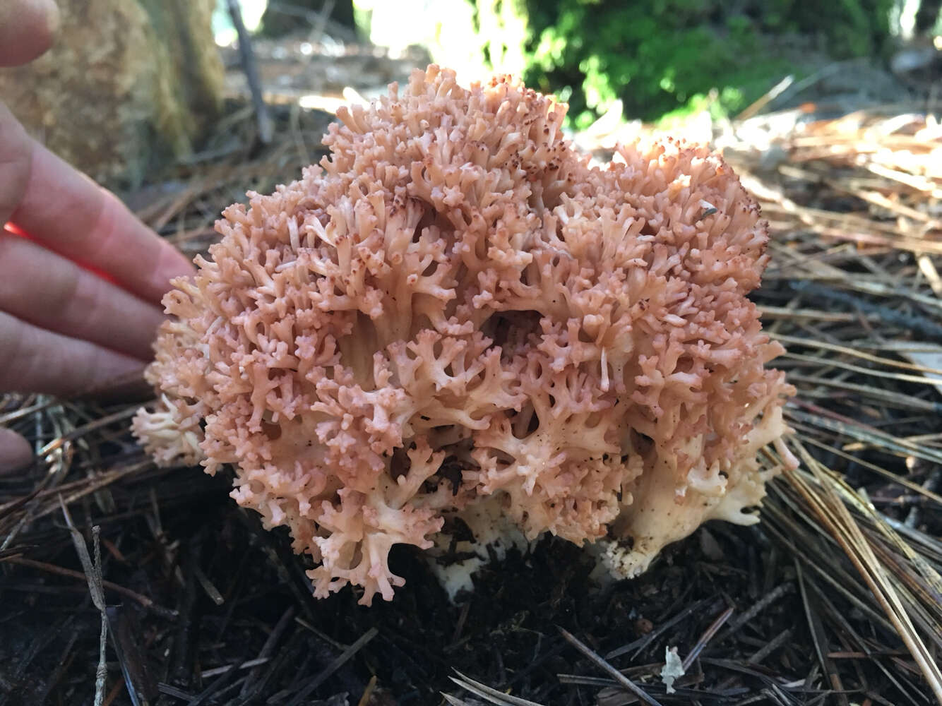 Image de Ramaria botrytoides (Peck) Corner 1950