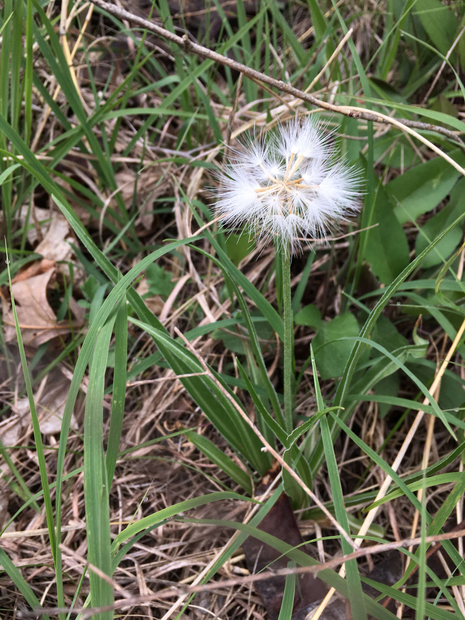 Image of prairie false dandelion