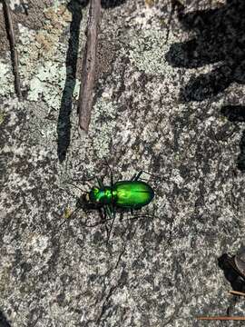 Image of Cicindela (Cicindela) denikei Brown 1934